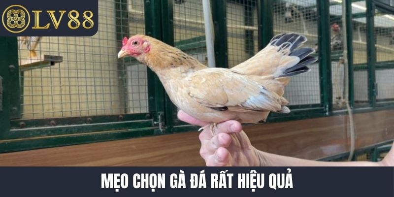 Mẹo chọn gà đá rất hiệu quả